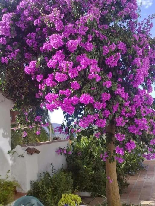 La Villa, Alojamiento Rural Iznájar エクステリア 写真